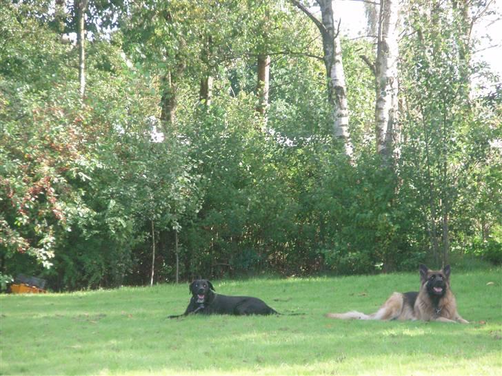 Blanding af racer Balder - Balders bedste ven Thor i Balders have billede 12