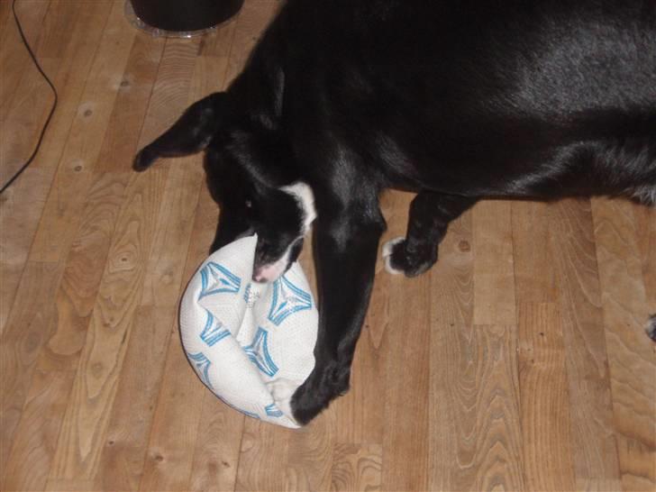 Blanding af racer Balder - Balder elsker at lege med bolde og punktere dem billede 13