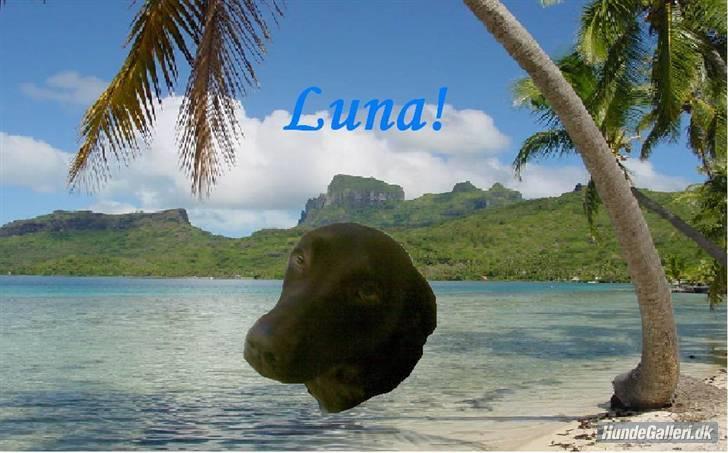Labrador retriever Luna billede 14