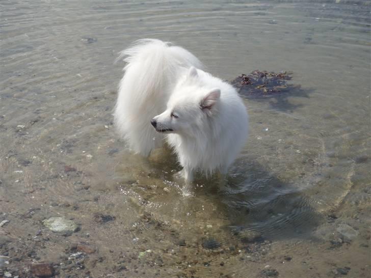 Japansk spids Nezumi Shiome Enzo billede 2