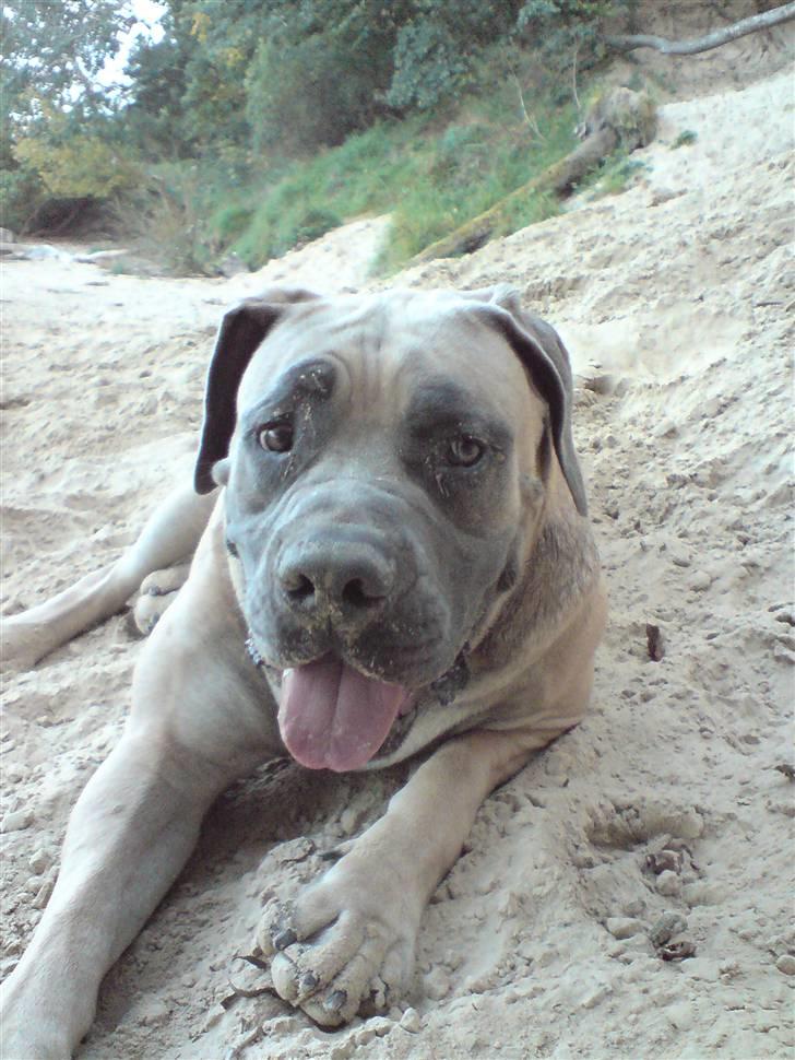 Boerboel boelsplaas Luffe - Luffe 12 mdr. billede 1