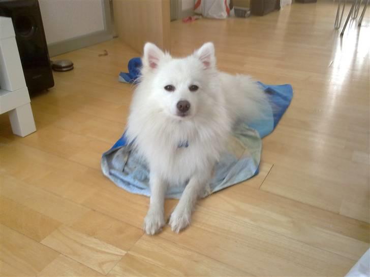 Japansk spids Nezumi Shiome Enzo - Ligger og tørre efter en tur i sneen. billede 4