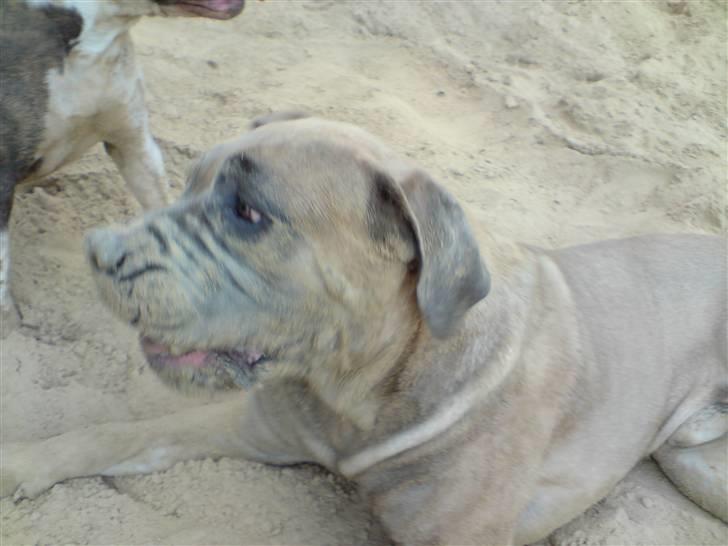 Boerboel boelsplaas Luffe - Luffe 12 mdr. billede 2