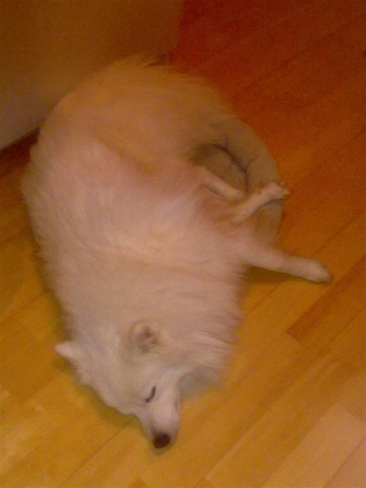 Japansk spids Nezumi Shiome Enzo - Kattens kurv er lidt for lille :) billede 8