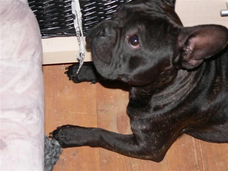 Fransk bulldog Arnold billede 8