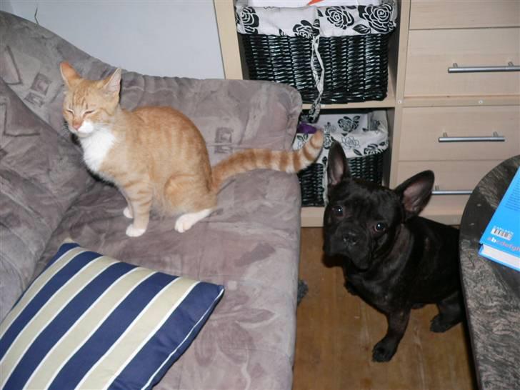 Fransk bulldog Arnold billede 9