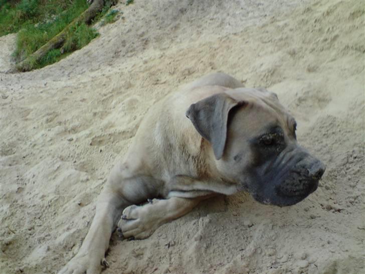 Boerboel boelsplaas Luffe - Luffe 12 mdr. billede 3