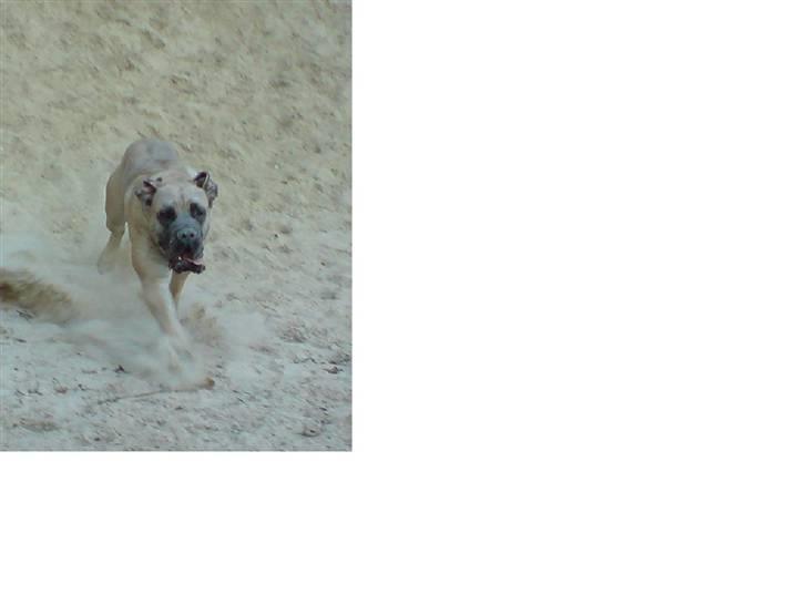 Boerboel boelsplaas Luffe - Luffe 12 mdr. billede 4