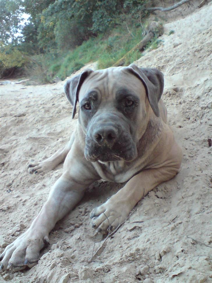 Boerboel boelsplaas Luffe - Luffe 12 mdr. billede 5