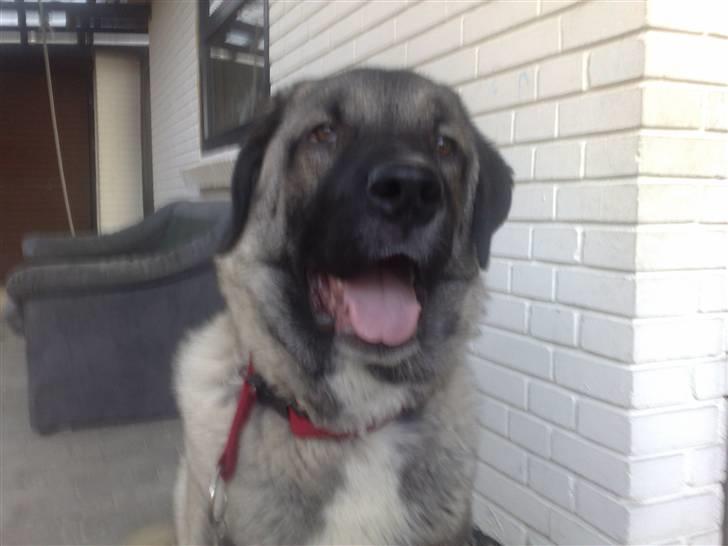 Kangal süslü - Süslü 6 mdr billede 1