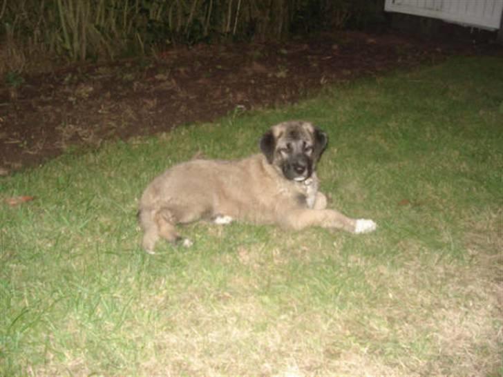 Kangal süslü - Süslü ca. 12 uger billede 2