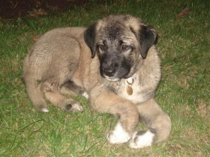 Kangal süslü billede 3