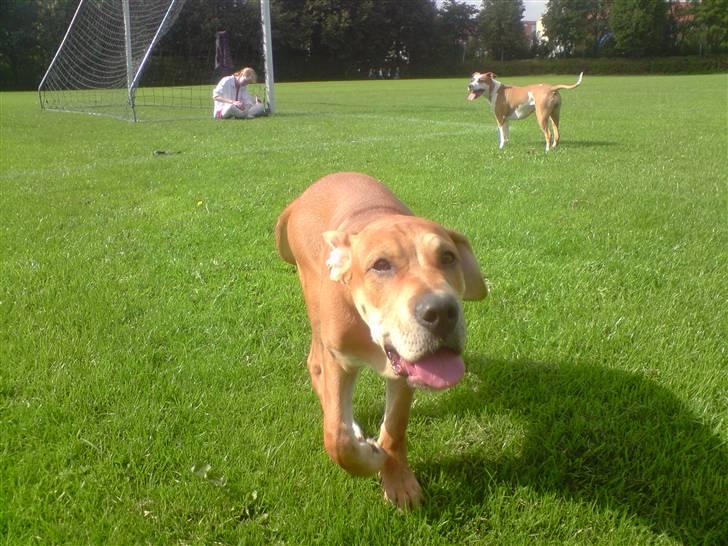 Mallorca Mastiff / Ca de Bou Alejo/Hector - Hector på bold banen med mille billede 10