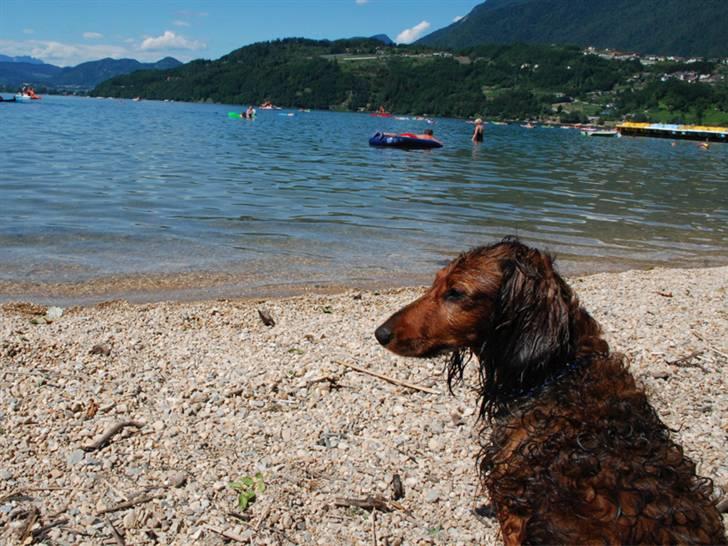 Gravhund Killer Konrad - På sommerferie i Nord Italien billede 2