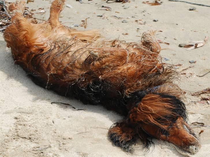 Gravhund Killer Konrad - Skal tørres efter svømmetur billede 8