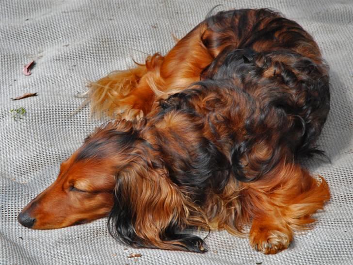 Gravhund Killer Konrad - Tager lige en slapper billede 10