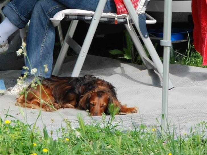 Gravhund Killer Konrad - På camping i Tourrettes Sur Lup billede 11