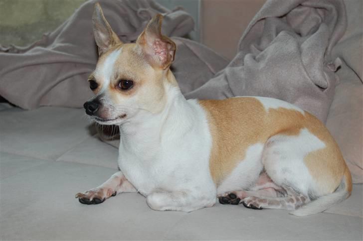 Chihuahua Snøvsen - Snøvsen billede 1