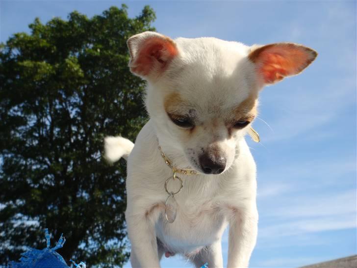 Chihuahua Perle billede 14