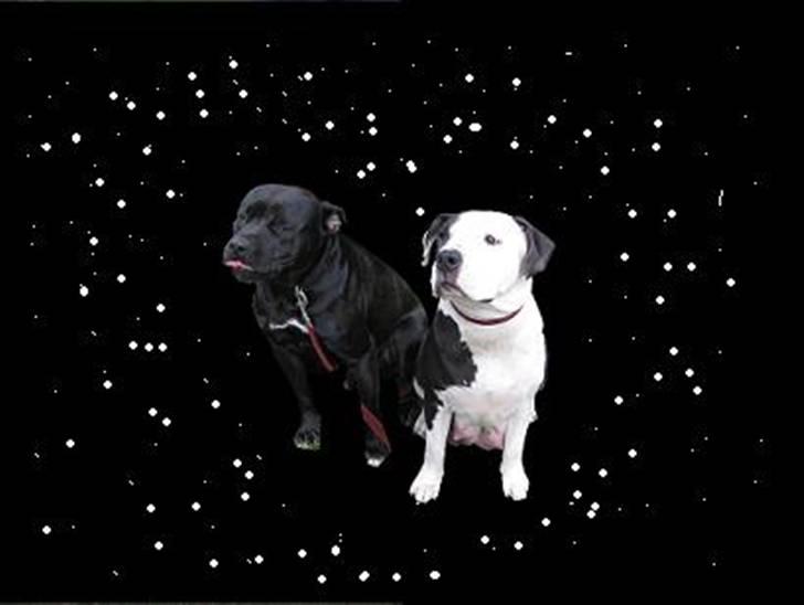 Blanding af racer ¤-Marko-¤ billede 9