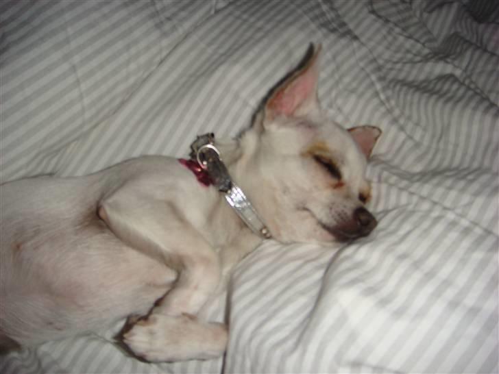 Chihuahua Perle billede 15