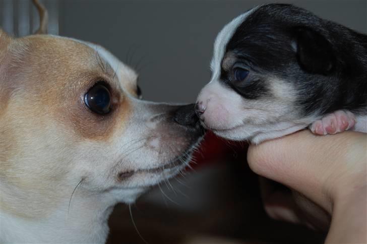 Chihuahua Snøvsen - Far Snøvsen Med søn Bailey billede 2