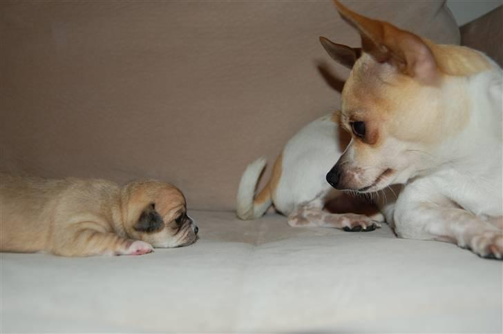 Chihuahua Snøvsen - Far Snøsen Med datter Luna billede 3