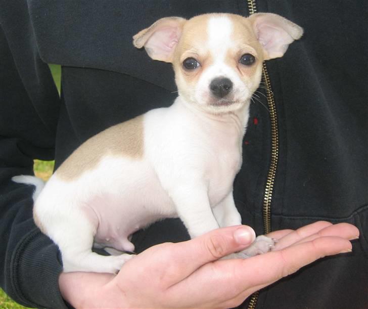 Chihuahua Snøvsen - Det første billede taget af snøvsen 8 Uger Gammel billede 4