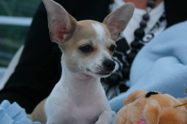 Chihuahua Snøvsen - Snøvsen billede 5