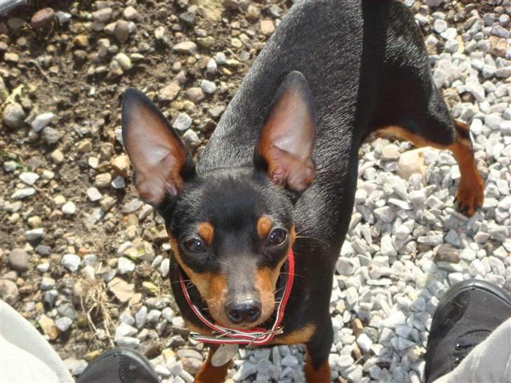 Dvaergpinscher Rødkildes Thea (Nica) billede 19