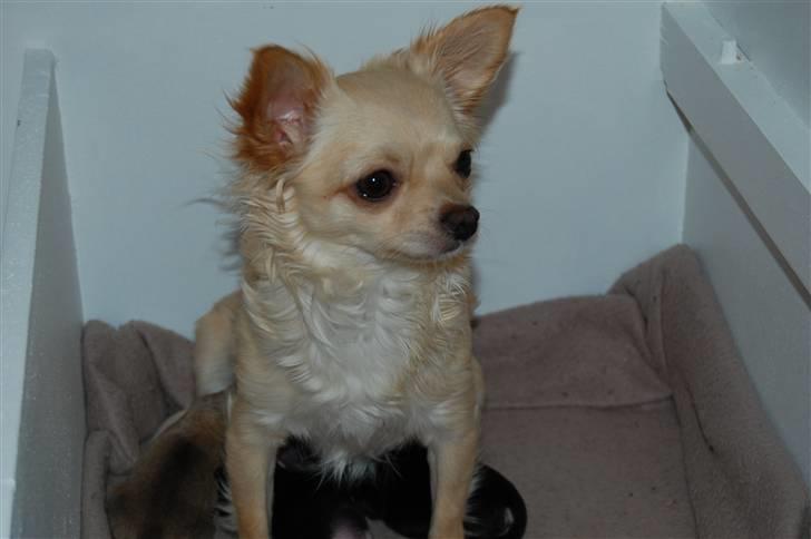 Chihuahua Thit billede 1