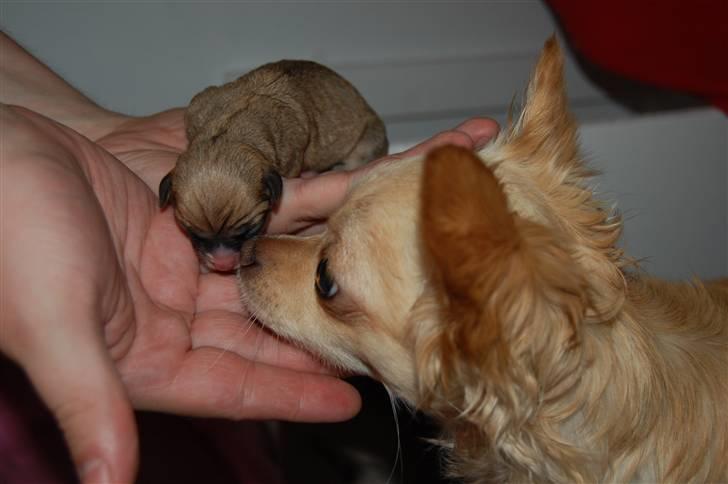 Chihuahua Thit billede 2