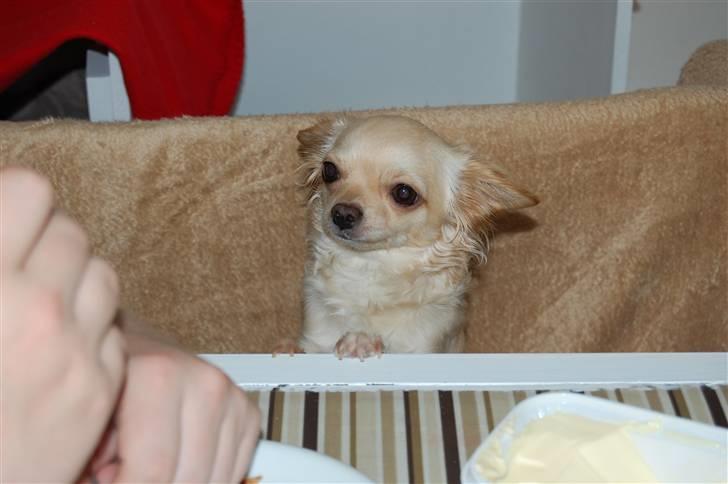 Chihuahua Thit billede 3