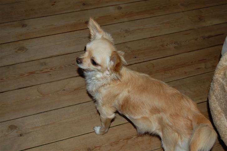 Chihuahua Thit billede 4
