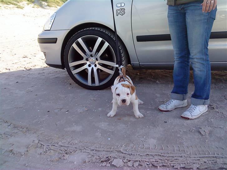 Olde english bulldogge Dexter - R.I.P - Jeg passer på farmands bil billede 11
