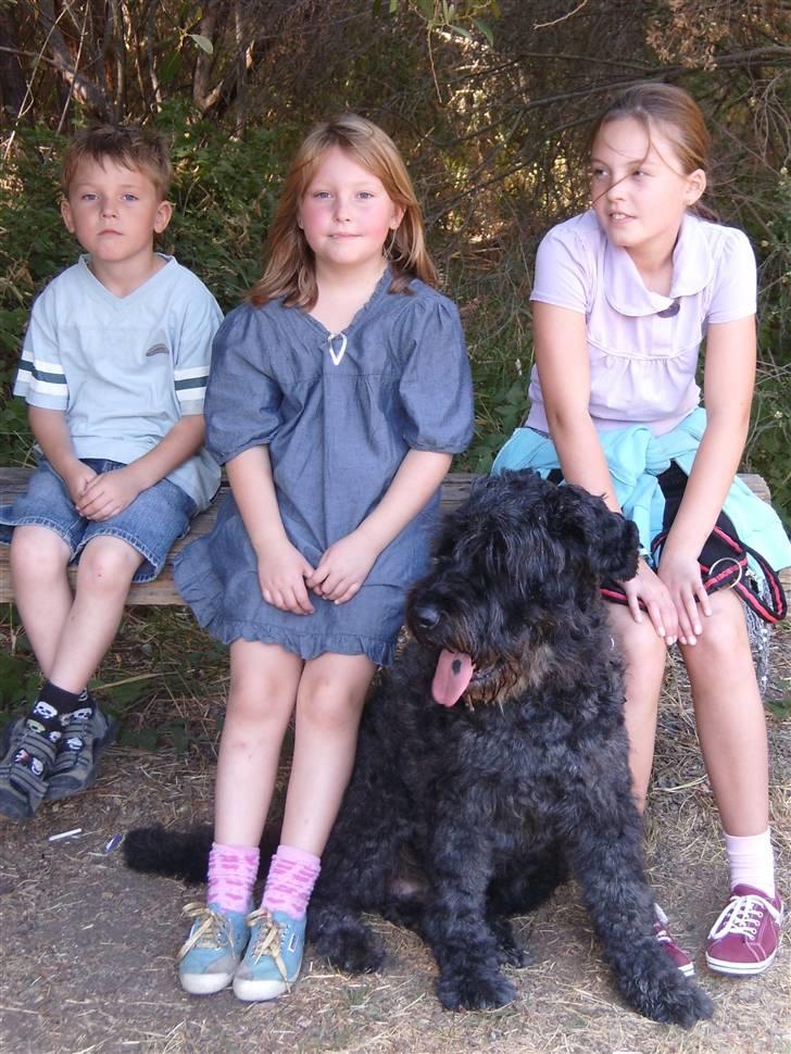 Bouvier des flandres Buffer - VELKOMMEN TIL BUFFER,S PROFIL <3 billede 1