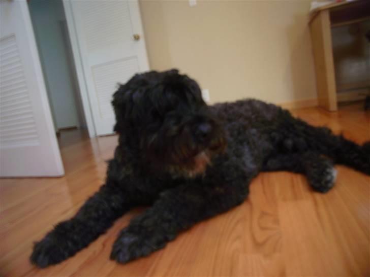 Bouvier des flandres Buffer billede 2