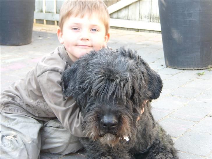 Bouvier des flandres Buffer - Ahh! Jeg er altsaa ikke en bamse! billede 3