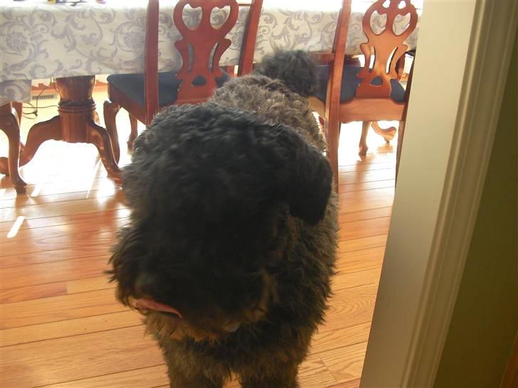 Bouvier des flandres Buffer - Mhh... den var god! billede 4