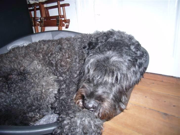 Bouvier des flandres Buffer billede 5