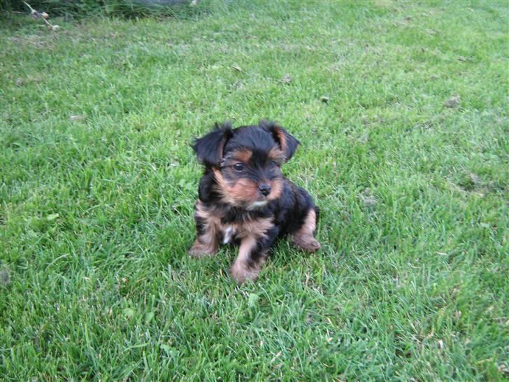 Yorkshire terrier CoCo billede 1