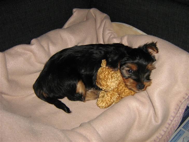 Yorkshire terrier CoCo billede 2