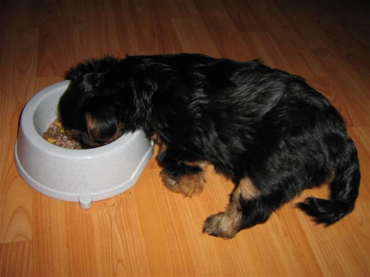 Yorkshire terrier CoCo billede 5