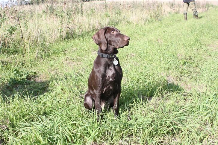 Korthåret hønsehund Søborggård`s Tec billede 18