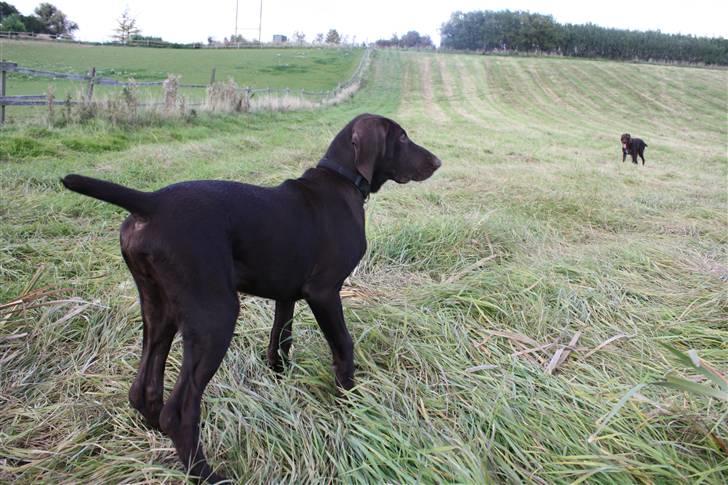 Korthåret hønsehund Søborggård`s Tec billede 19