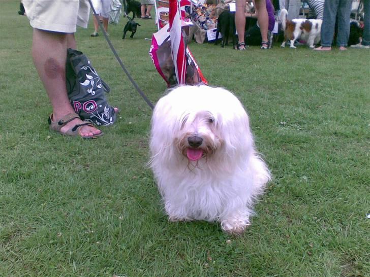 Bichon havanais Bubber - Her er jeg til Danmarks sødeste hund,der var vildt mange hunde........ billede 20