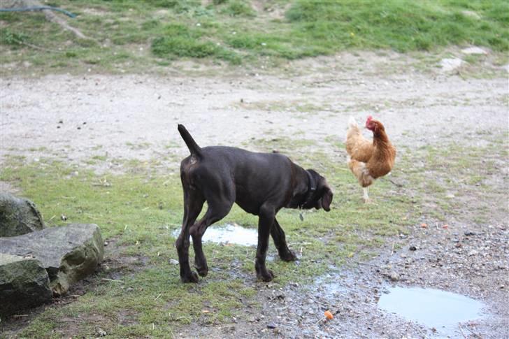 Korthåret hønsehund Søborggård`s Tec - Man er vel en hønsehund :) billede 20