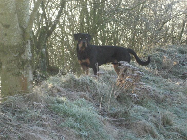 Rottweiler Max billede 18