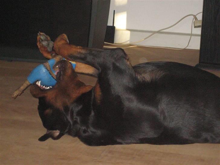 Rottweiler Max billede 19