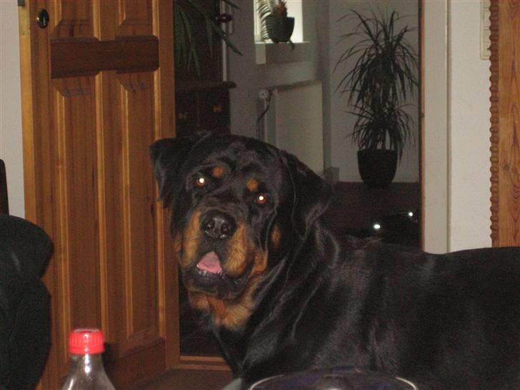 Rottweiler Max billede 20